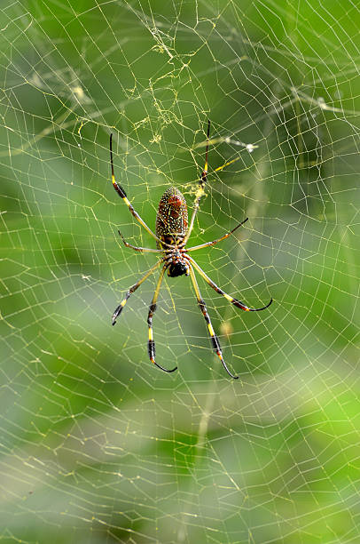 istock Orb-weaver Spider Repairing Web In Xalapa Mexico 183324249