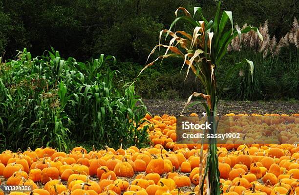 Foto de Plantação De Abóboras e mais fotos de stock de Abóbora Gigante - Abóbora Gigante, Ao lado, Barraca de Mercado