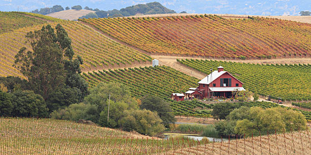 paisaje de viñedos panorámica - california napa valley vineyard farmhouse fotografías e imágenes de stock