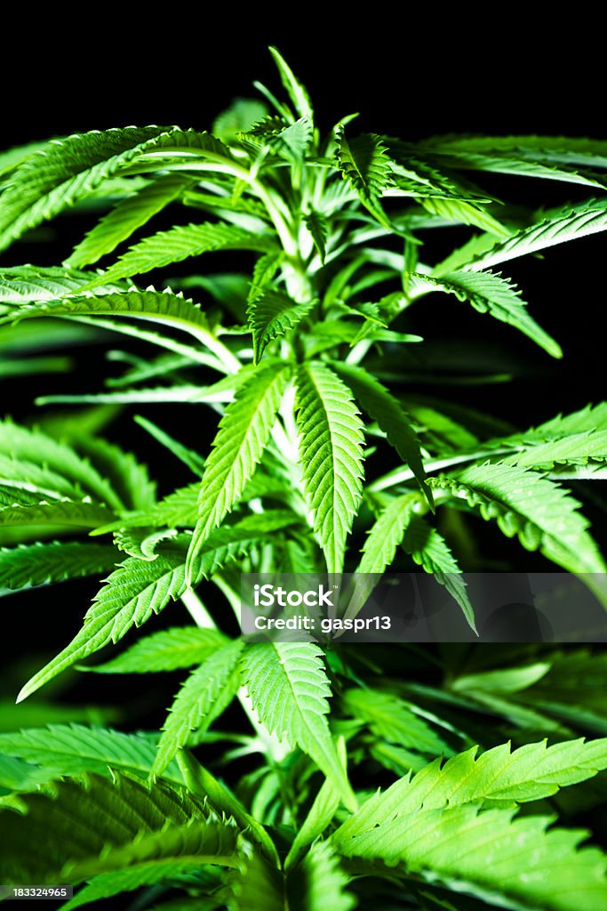 Cannabis - Foto stock royalty-free di Ambientazione esterna