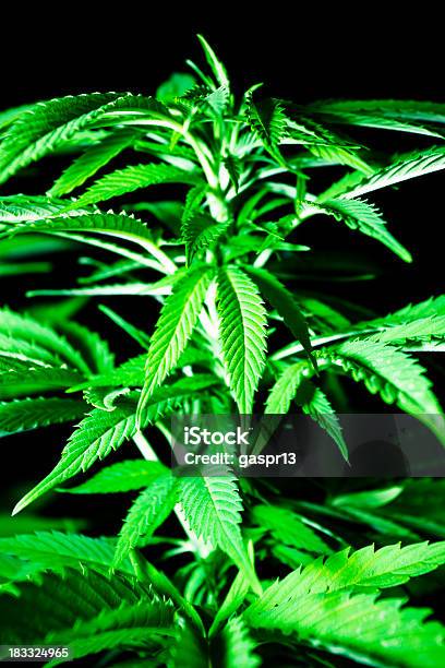 Cannabis - Fotografie stock e altre immagini di Ambientazione esterna - Ambientazione esterna, Ambientazione interna, Attrezzatura per illuminazione