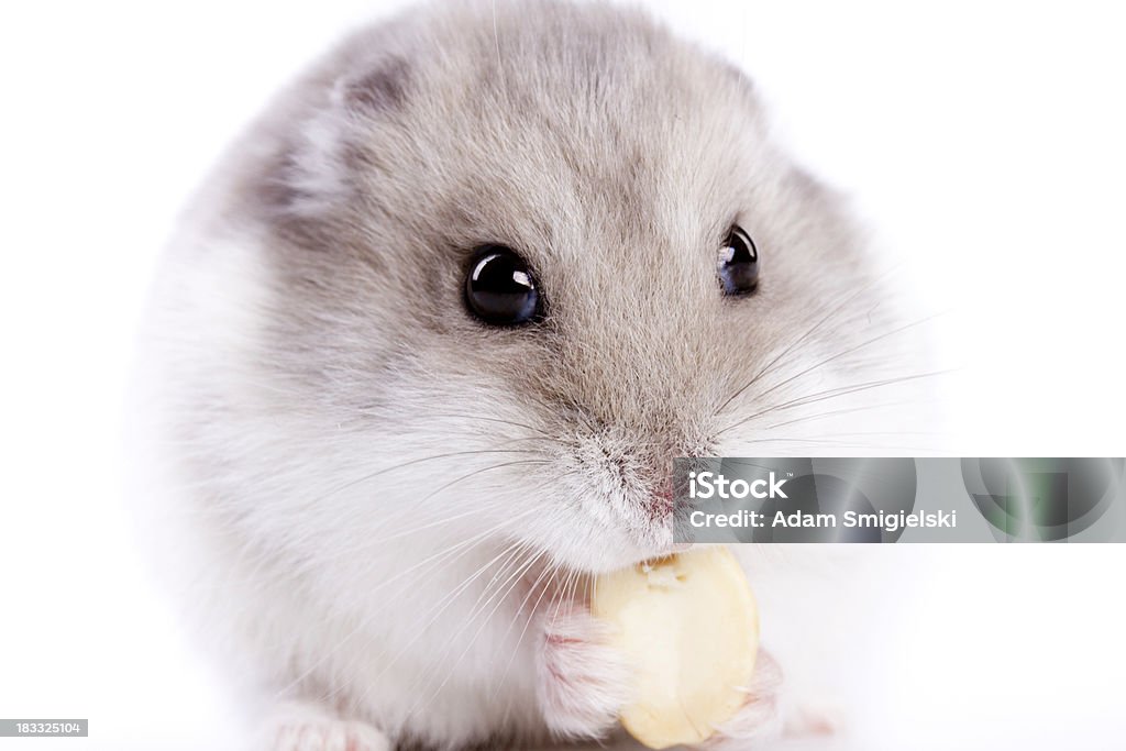 hamster hamster eating nuts on white background Animal Stock Photo