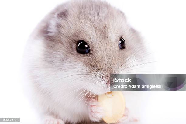 Hamster Stock Photo - Download Image Now - Animal, Animal Hair, Close-up