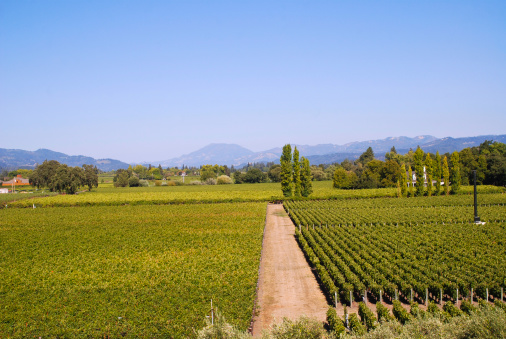 wine crops in toscana