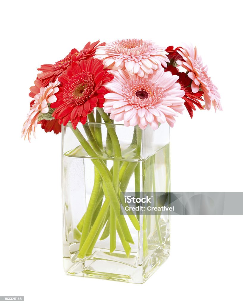 Flowers, Bouquet of pink and red gerbera daisies in vase "Bouquet of pink and red gerbera daisies in clear glass vase, isolated on white background" Bouquet Stock Photo