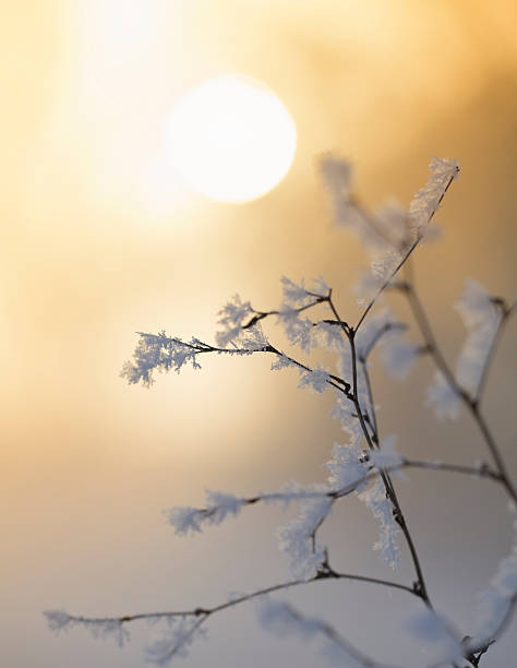 Cloe up of a little frozen branch against sundown