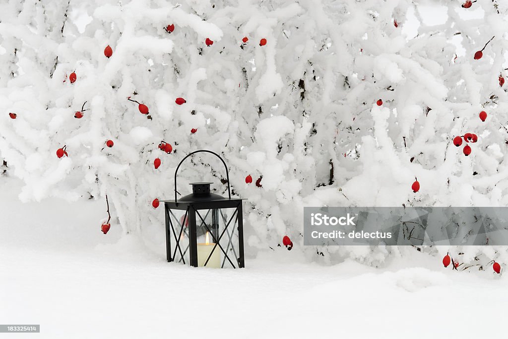 Hagebutte mit Laterne im Schnee - Lizenzfrei Hagebutte Stock-Foto