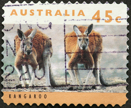two large red kangaroos on an Australian stamp