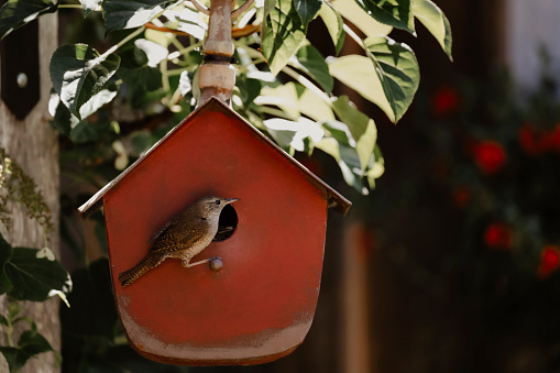 A house wren on a birdhouse in a garden. There are actually six babies inside!