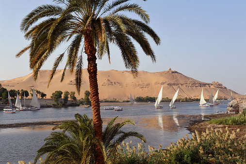 Felucca sailing boats sailing on the River Nile at Aswan, Egypt