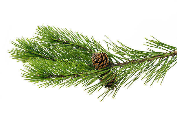 Photo of Twig pine with cone on a white background