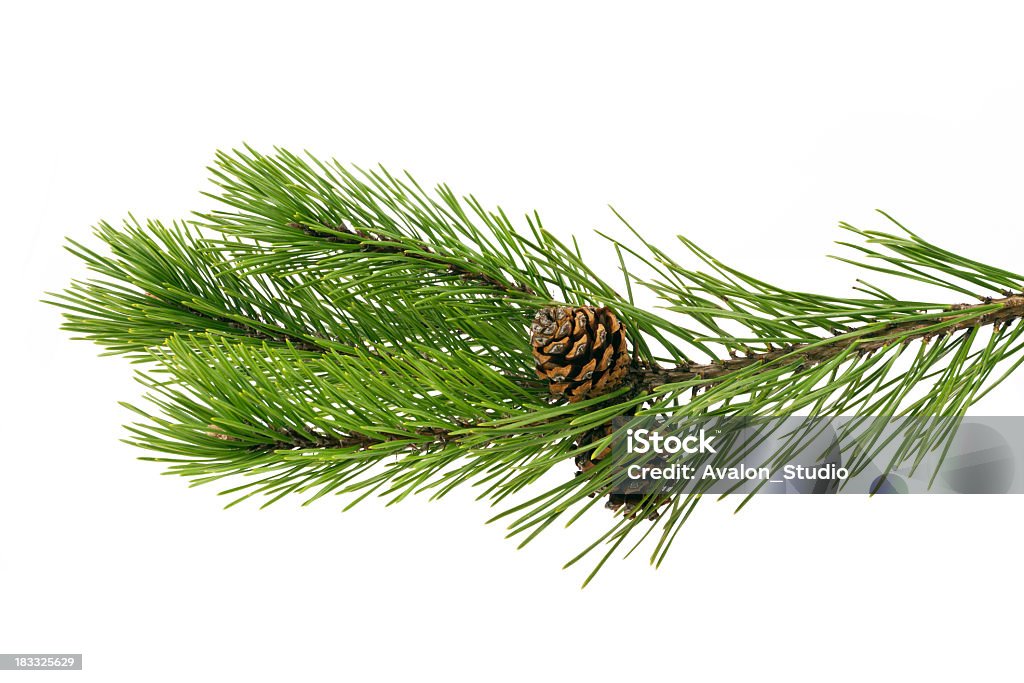 Twig pine with cone on a white background Pine Tree Stock Photo