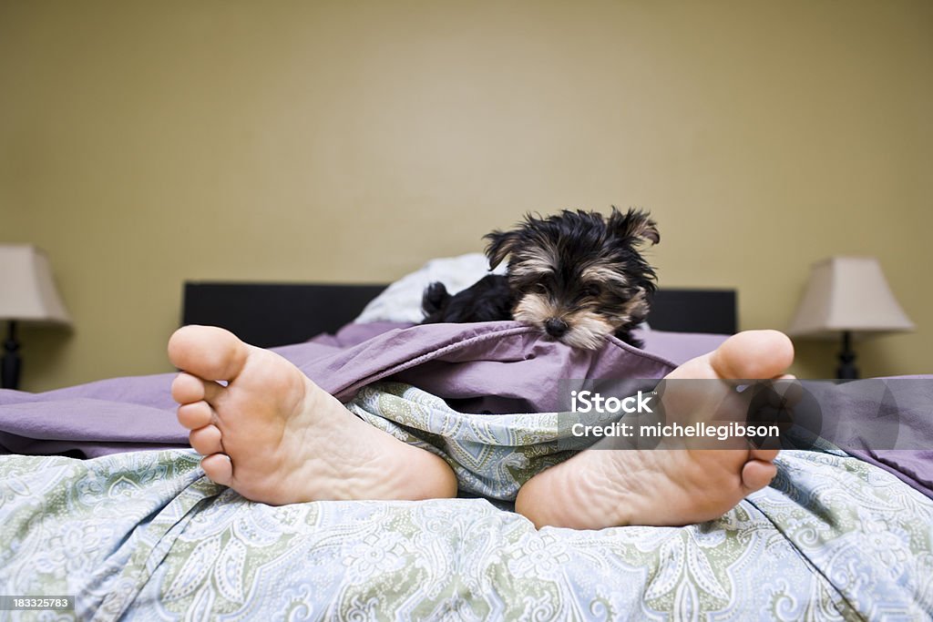 Morning Puppy wants his owner to get out of bed and grabs the comforter to help wake him up Below Stock Photo
