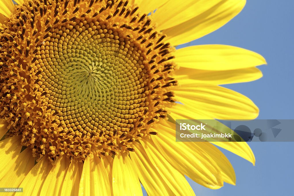 Sunflower against blue sky Against blue sky.Further choices below: Agriculture Stock Photo