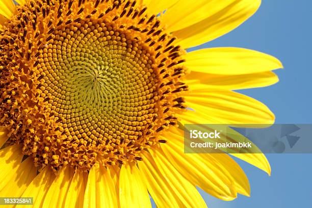 Sunflower Against Blue Sky Stock Photo - Download Image Now - Agriculture, Beauty, Beauty In Nature