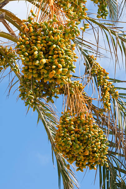 istock Date palm fruit in Lebanon 183325897