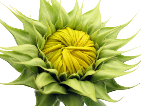 unopened sunflower