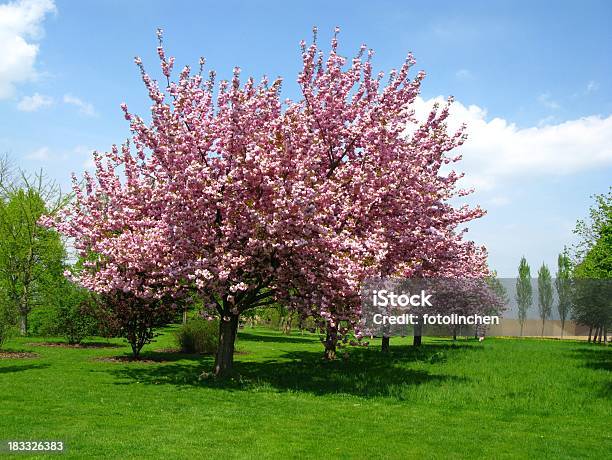 Frühlingskirschblüten Stockfoto und mehr Bilder von April - April, Baum, Baumblüte