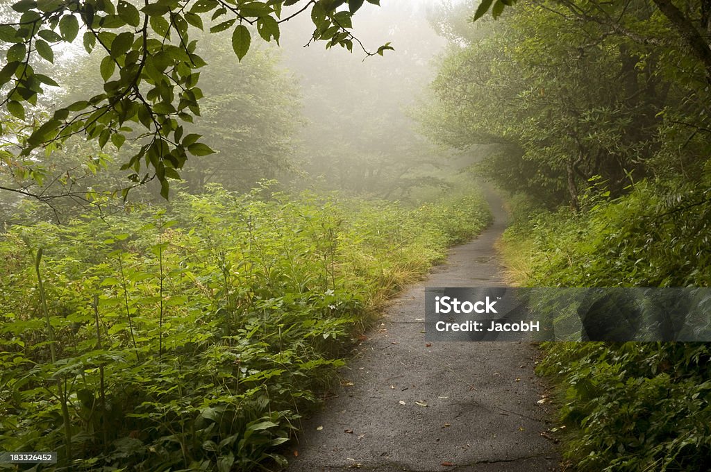 Misty Sentiero - Foto stock royalty-free di Albero