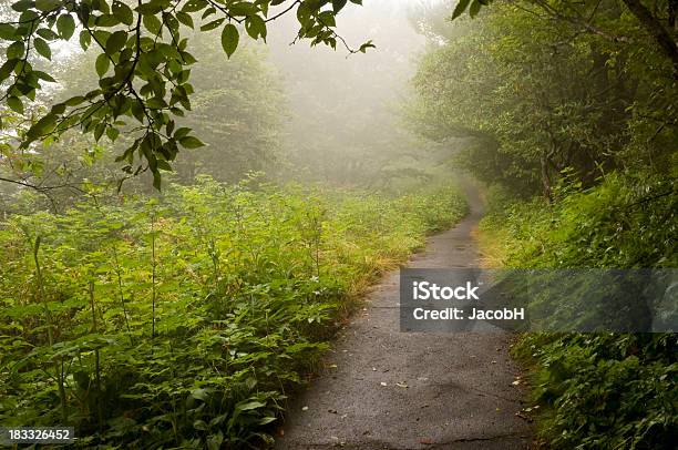 Misty Sentiero - Fotografie stock e altre immagini di Albero - Albero, Ambientazione esterna, Appalachia