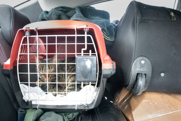 istock Traveling with the pet 1833268055