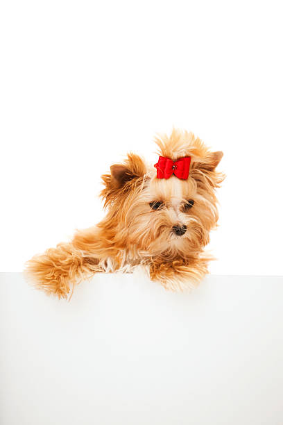 istock Cute brown Biewer Yorkshire Terrier  with board looking away 183327049