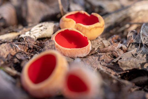 Sarcoscypha austriaca - un champignon saprophyque rare et non comestible connu sous le nom de coupe d’elfe écarlate. - Photo