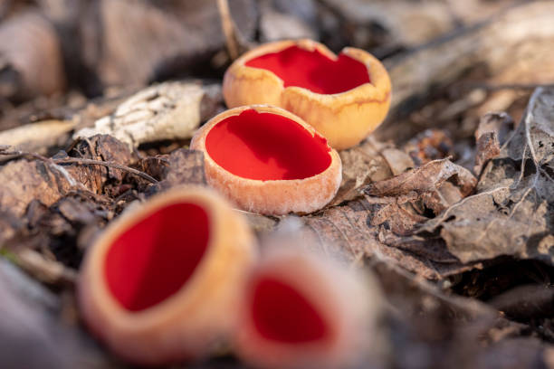 Sarcoscypha austriaca - 緋色のエルフカップとして知られる腐生性のまれな非食用真菌。 ストックフォト