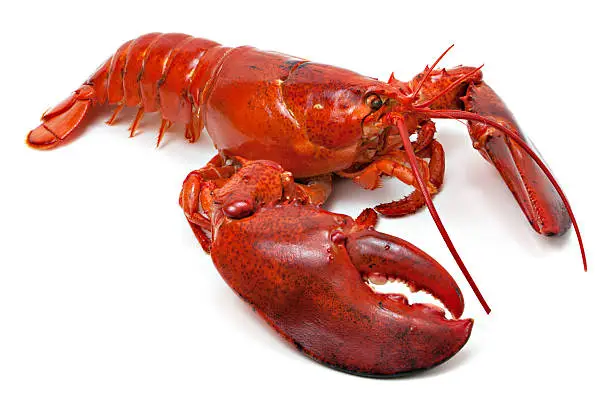 Large cooked red lobster on white background.