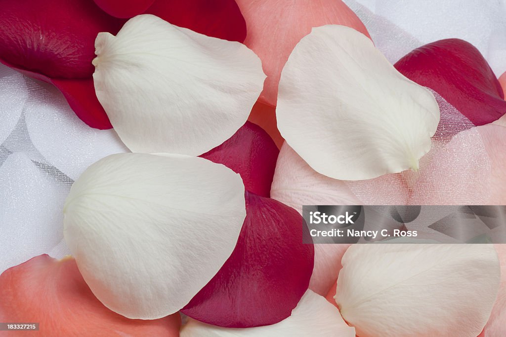Белая ткань цветы и свежими лепестками роз, свадебные фоне - Стоковые фото Лепесток розы роялти-фри