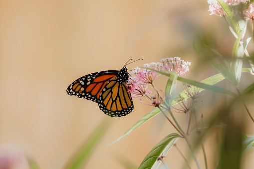 A beautiful monarch butterfly, drinking nectar from the bloom of a milkweed plant. Shot with a Canon 5D Mark lV.