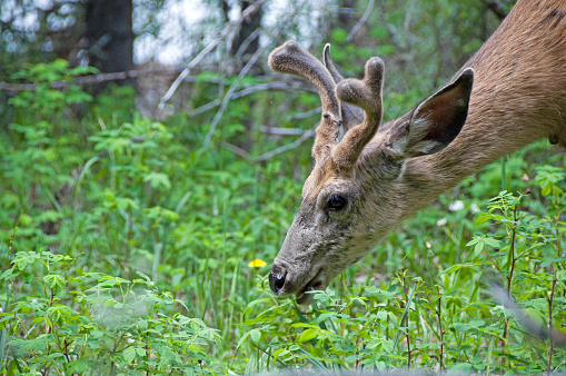 A young buck deer with velvet on its antlers ... eating summer plants in the Rocky Mountains.