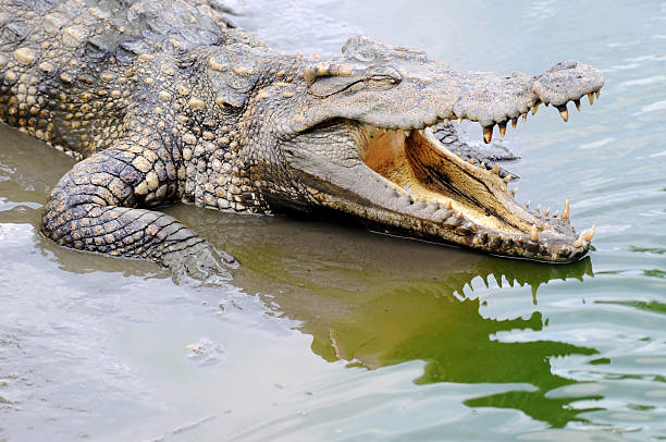 istock Crocodile open mouth and reflect on water 183327503