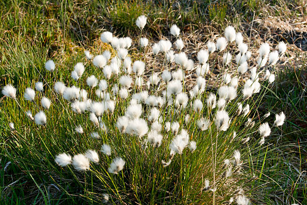 istock Bog cotton at Dartmoor 183327505