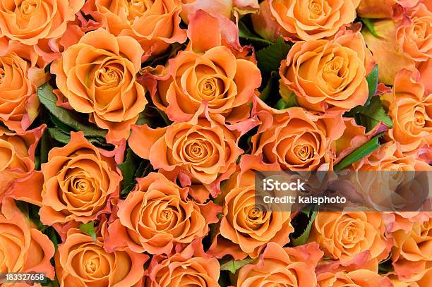 Photo libre de droit de Fond Rose banque d'images et plus d'images libres de droit de Bouquet de fleurs - Bouquet de fleurs, Bouquet formel, Capitule