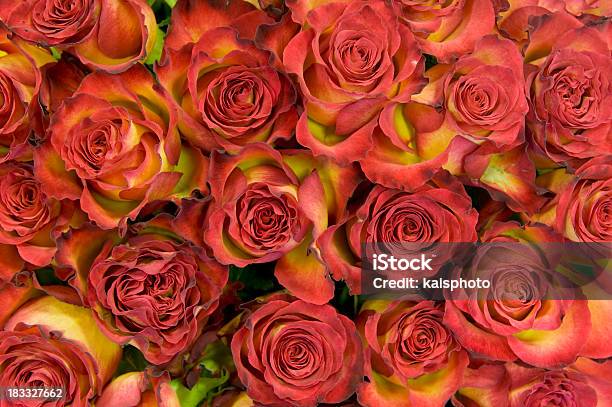 Fondo De Rosas Foto de stock y más banco de imágenes de Arreglo floral - Arreglo floral, Bed Of Roses - refrán en inglés, Buqué