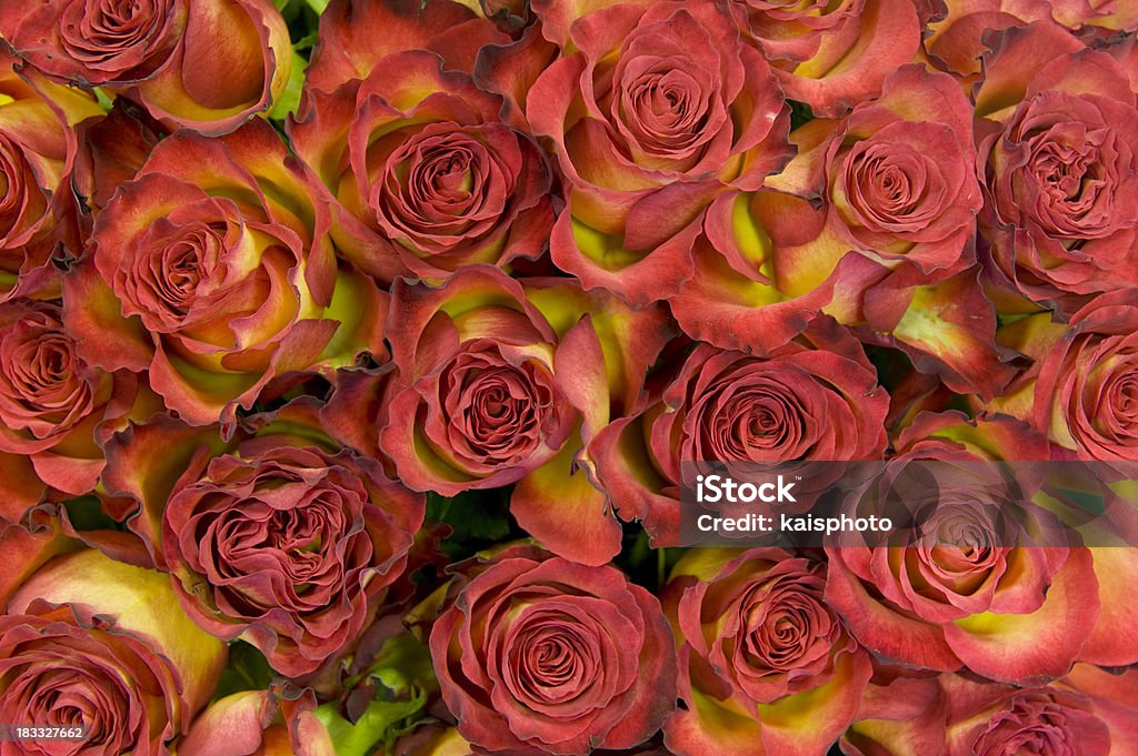 Fundo rosa - Foto de stock de Arranjo de Flores royalty-free
