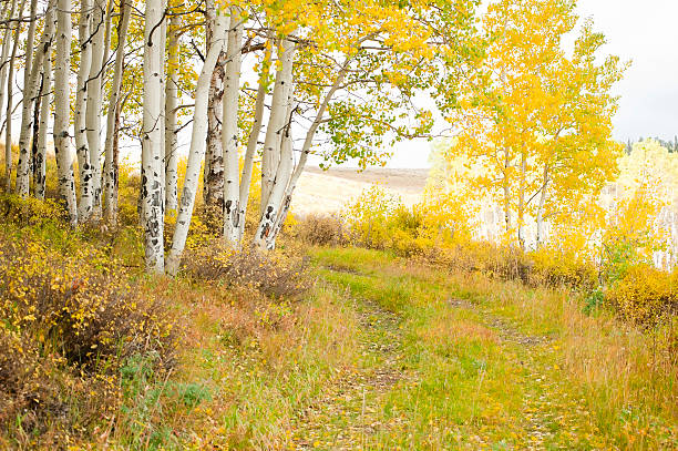 istock Fall in wilderness area with aspens and old road 183327773