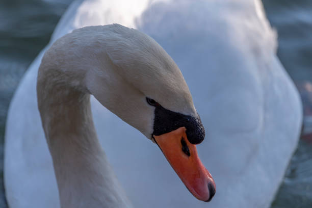 istock Water bird swan swim in the river 1833279424