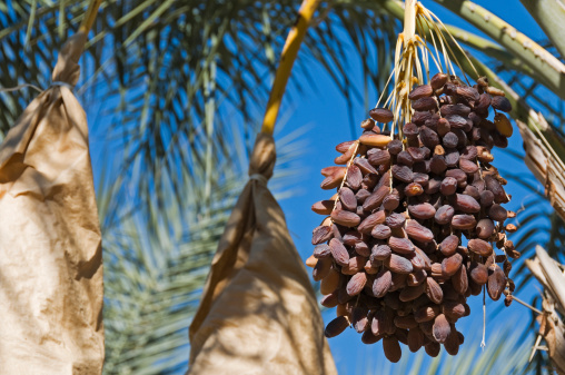 Medjool dates ready for harvest in southern California