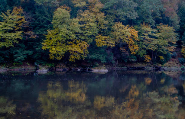 kucharz lasu park stanowy - clarion zdj�ęcia i obrazy z banku zdjęć