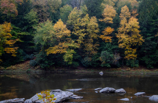 kucharz lasu park stanowy - clarion zdjęcia i obrazy z banku zdjęć