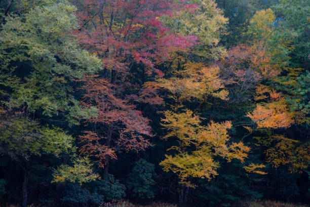 kucharz lasu park stanowy - clarion zdjęcia i obrazy z banku zdjęć