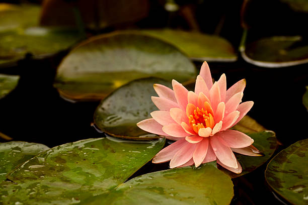 Pink water lily and green lily pads stock photo