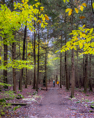 Fall colors have arrived along the Falls Trail at Ricketts Glen State Park, Pennsylvania