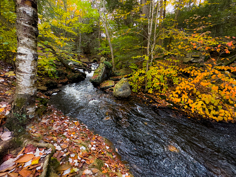 Fall colors have arrived along the Falls Trail at Ricketts Glen State Park, Pennsylvania