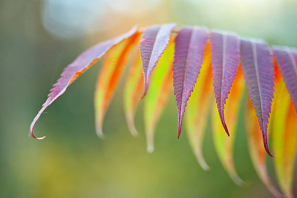Red sumac leaves.