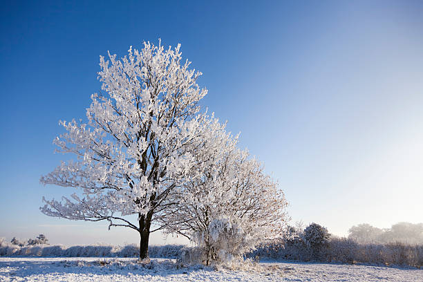 istock English snow covered tree against blue sky 183328660