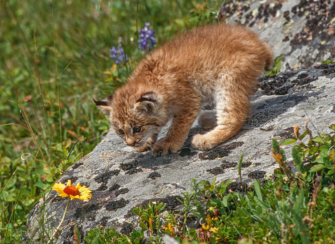 The Canada lynx (Lynx canadensis), or Canadian lynx, is a medium-sized North American lynx that ranges across Alaska, Canada, and northern areas of the contiguous United States.  Kalispell, Montana. Young animal a kitten on a rock by a wildflower.