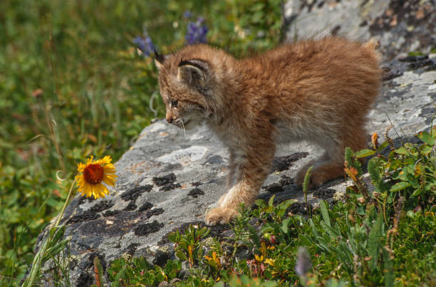 The Canada lynx (Lynx canadensis), or Canadian lynx, is a medium-sized North American lynx that ranges across Alaska, Canada, and northern areas of the contiguous United States. Kalispell, Montana. Young animal a kitten on a rock by a wildflower. el lince canadiense (lynx canadensis), o lince canadiense, es un lince norteamericano de tamaño mediano que se distribuye por alaska, canadá y las áreas del norte de los estados unidos contiguos. kalispell, montana. animal joven, un gatito en una roca